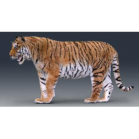 Tiger(Rigged, Fur) 3D